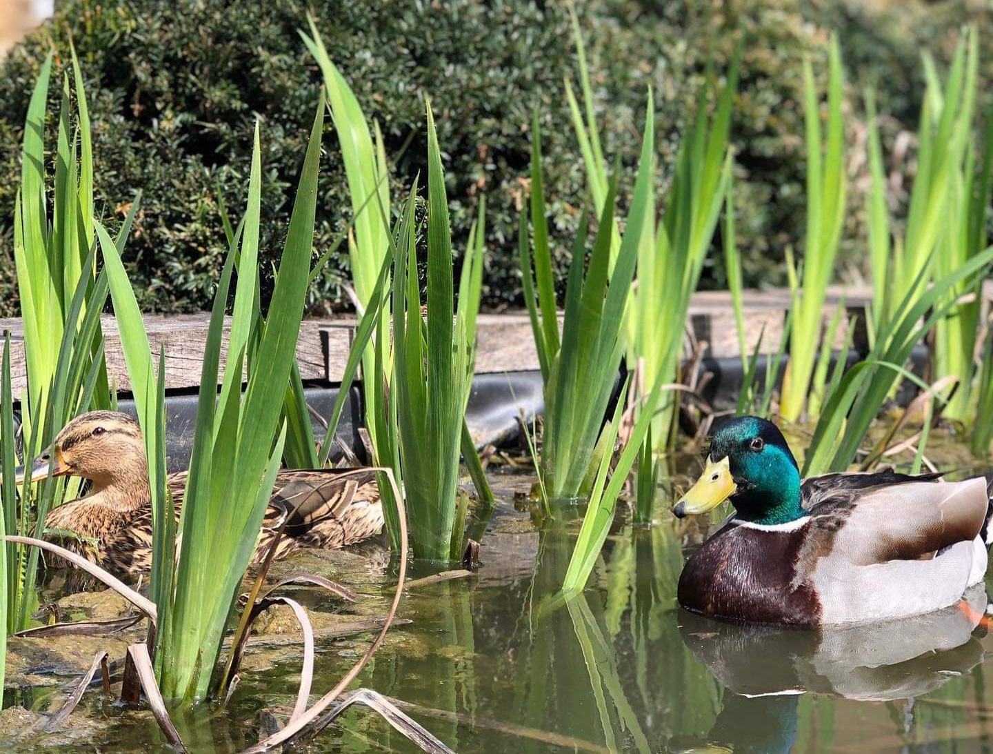 "ducks"