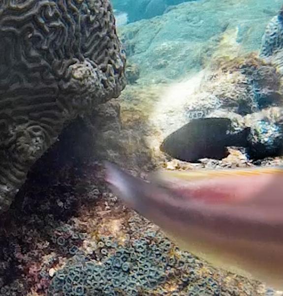 Fish on a coral reef