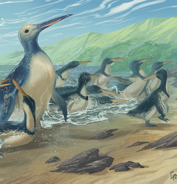 Drawing of large and small penguins